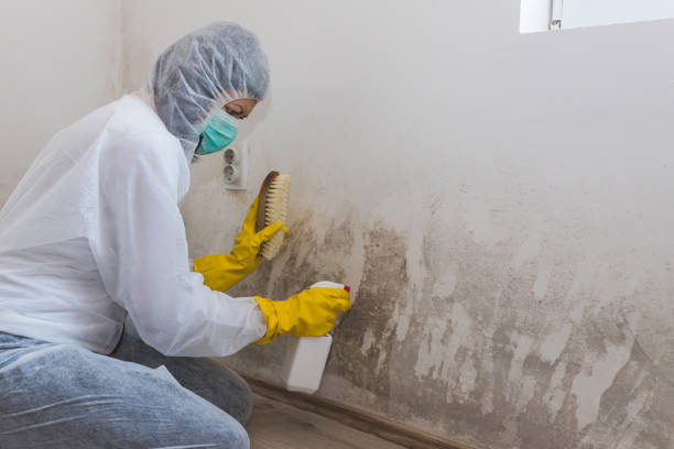 Best Mold Removal for HVAC Installations in Duboistown, PA